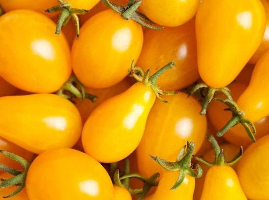 Yellow Plum Tomato Seeds - Bulk 100 Pack - Flavorful for Preserves & Salads - Solanum lycopersicum