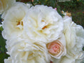 Climbing Rose Plant | PROM QUEEN Antique | Double White | Own Root | Repeat Bloomer | Rosa 'Prom Queen'