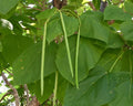 Catalpa Tree Seeds - 50 Pack - Large Leaf, Stunning Flowers - Catalpa bignonioides