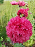 Poppy Seeds - 500 Organic Breadseed Pods - Fine Petal Pink - Papaver somniferum