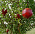 Pomegranate Plant - 'Wonderful' Variety - Actively Growing Live Plant - Punica granatum