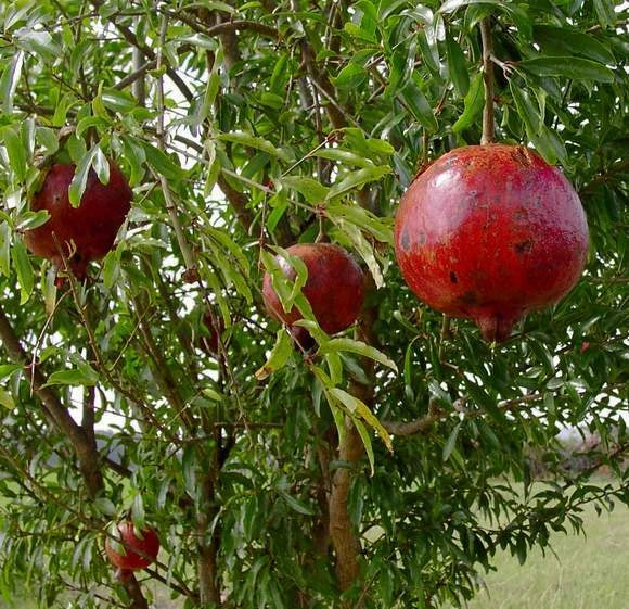 Pomegranate Plant - 'Wonderful' Variety - Actively Growing Live Plant - Punica granatum