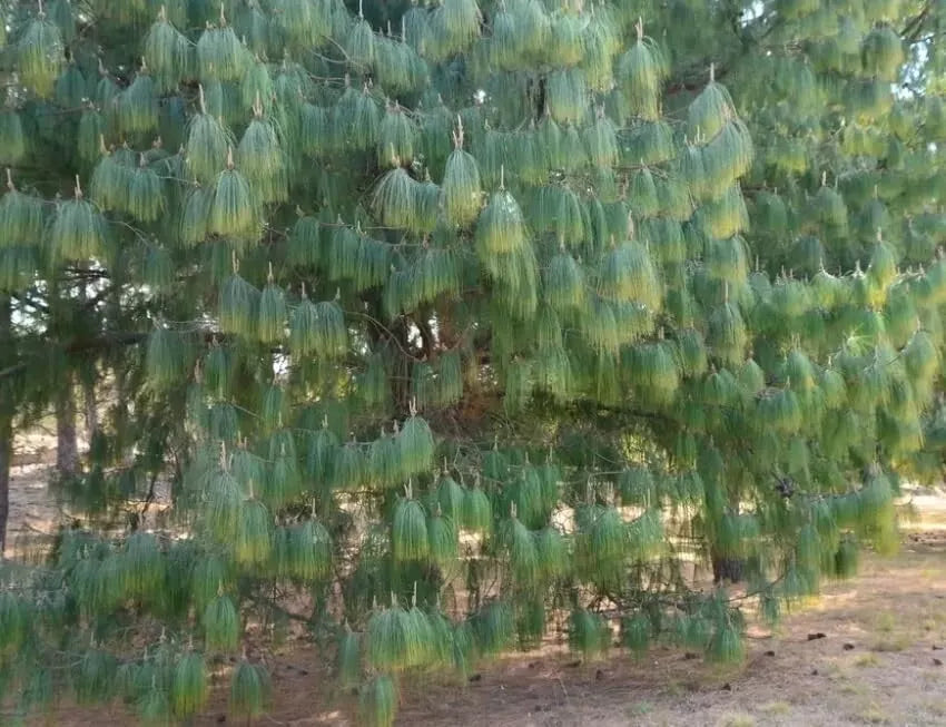 Mexican Weeping Pine Tree Seeds - 30 Count - Pinus patula - Native Evergreen Seeds for Planting