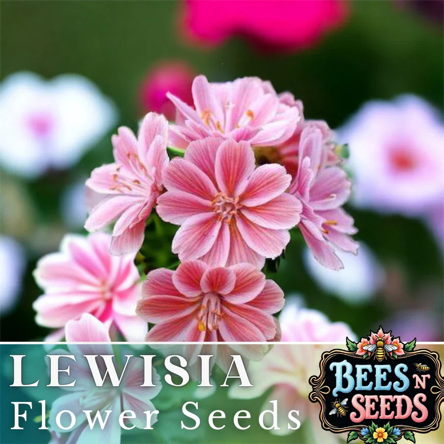 Lewisia Seeds - 35 or 100 Non-GMO Flower Seeds - Fransi Variety for Garden Planting