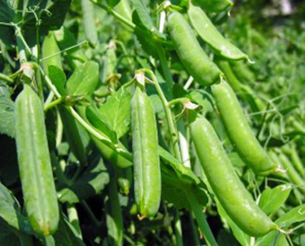 Heirloom Peas Seeds - Thomas Laxton Variety - 20+ Seeds for Salads and Cooking, Pisum sativum
