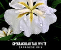Tall White Japanese Iris Bare Root Starter Plant - Live Perennial Flower - Iris ensata - USA