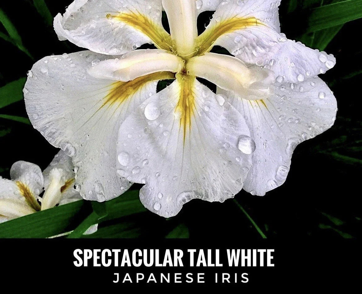 Tall White Japanese Iris Bare Root Starter Plant - Live Perennial Flower - Iris ensata - USA