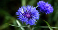 Tall Blue Cornflower Seeds, Bachelor Button, Wildflower Variety, Centaurea cyanus, FREE SHIPPING