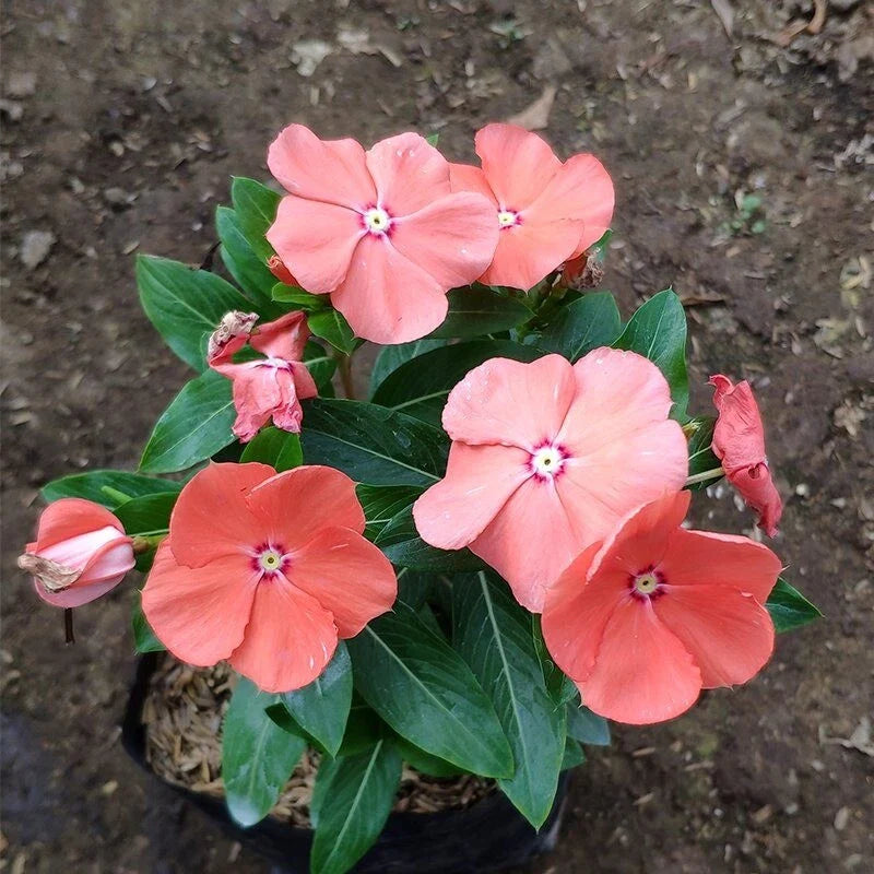 Vinca Seeds 1000 Count Sunsplash Peach GL Catharanthus roseus Non-GMO Garden Flowers