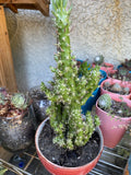 Hardy Eve's Needle Cactus Bundle, 4 Pack, Cereus Monstrosus, Peanut Cactus, No Pot or Soil