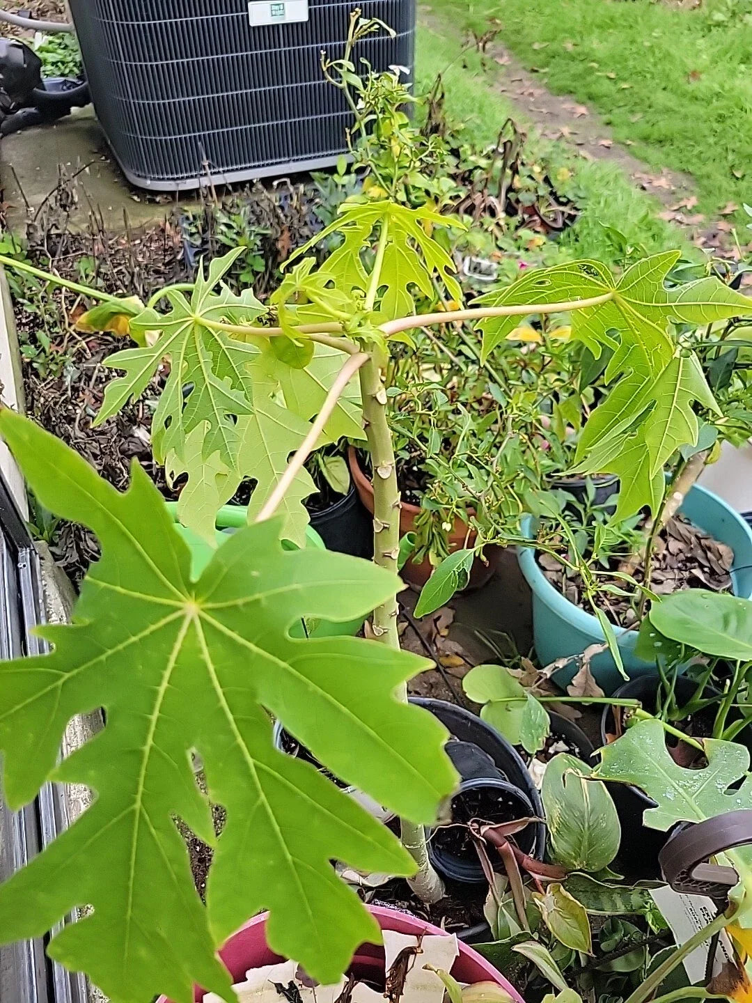Red Lady Papaya Tree - Bare Root - Tropical Fruit Plant - Carica papaya