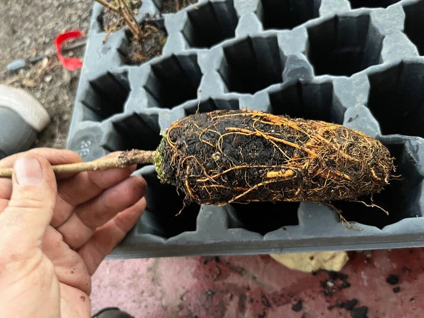 Pakistan Long Mulberry Tree – Morus macroura – 1' Bare Root Live Plant, Rare Sweet Fruit Variety, Hardy & Fast Growing