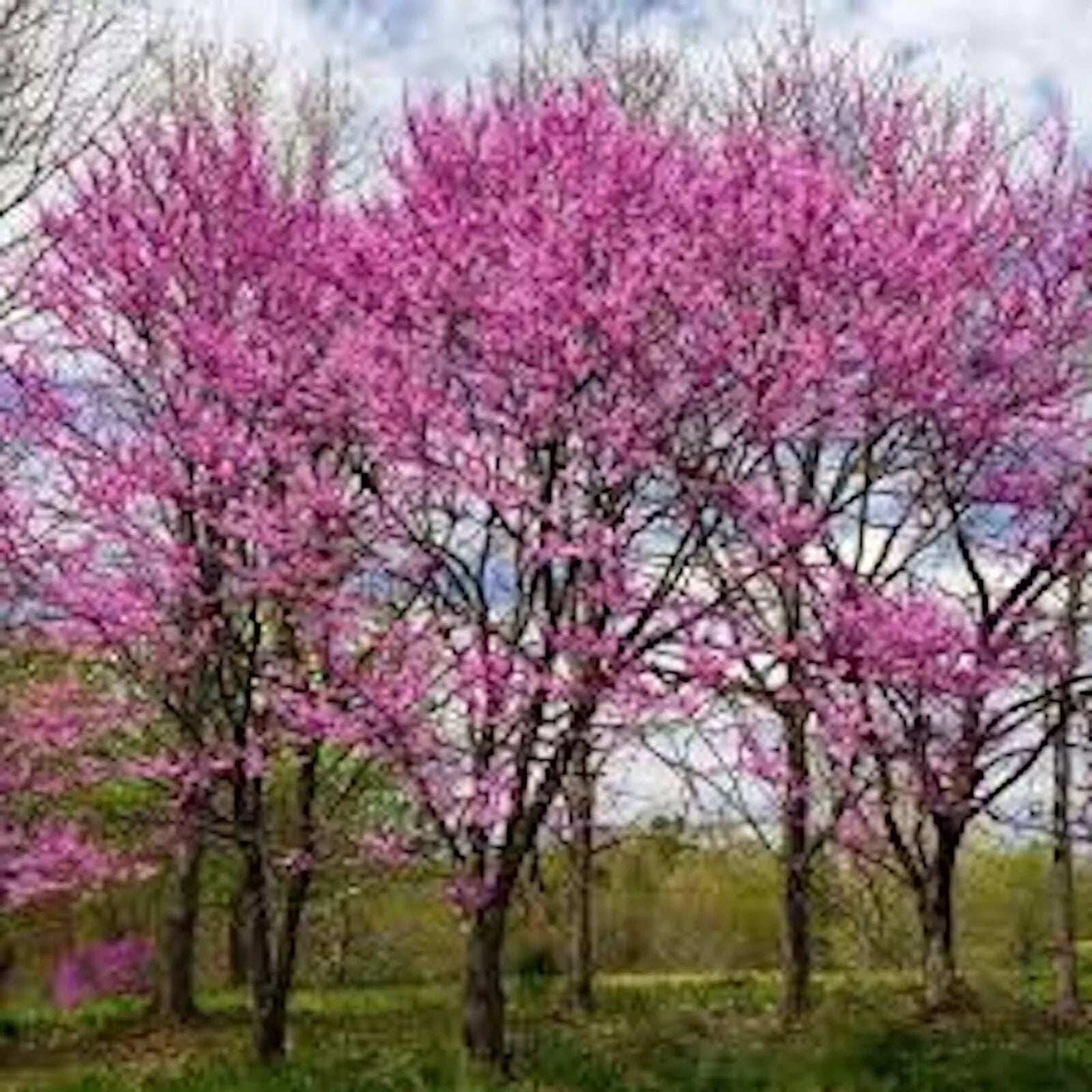 Eastern Redbud Tree 14-18in Bare Root Cercis Canadensis Live Plant, Dormant with Buds, Pea Family Garden Tree