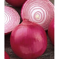 Red Grano Onion Seeds - 310 Count - Early Sweet Variety - Allium cepa - GroCo USA