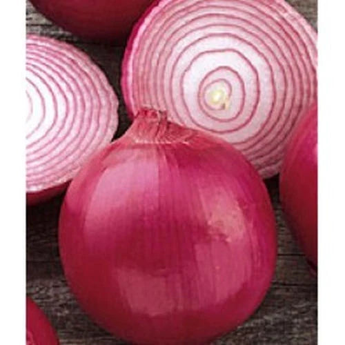 Red Grano Onion Seeds - 310 Count - Early Sweet Variety - Allium cepa - GroCo USA