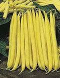 Premium Non-GMO Golden Stringless Yellow Wax Bean Seeds - Fresh Vegetable Seeds for Home Garden