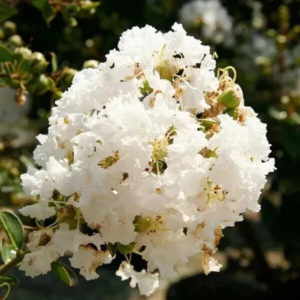 Crape Myrtle Cuttings - 5 Super Rare 'Natchez' Cuttings for Rooting or Grafting - Lagerstroemia indica