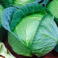 Cabbage Seeds 1000+ Danish Ballhead Heirloom NON-GMO Fresh Seeds