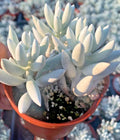Unique Senecio Haworthii Succulent Plant - 4" Diameter - Whitest Variety of All Succulents - Rare Indoor Plant