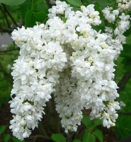 White Lilac Seeds - 25 Fragrant Perennial Flower Seeds - Syringa vulgaris - Fast Shipping from US Seller