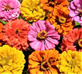 Peachy Keen Zinnia Seed Mix - 100+ Non-GMO Seeds - Colorful Annual Flowers - Perfect for Gardens (Zinnia elegans)