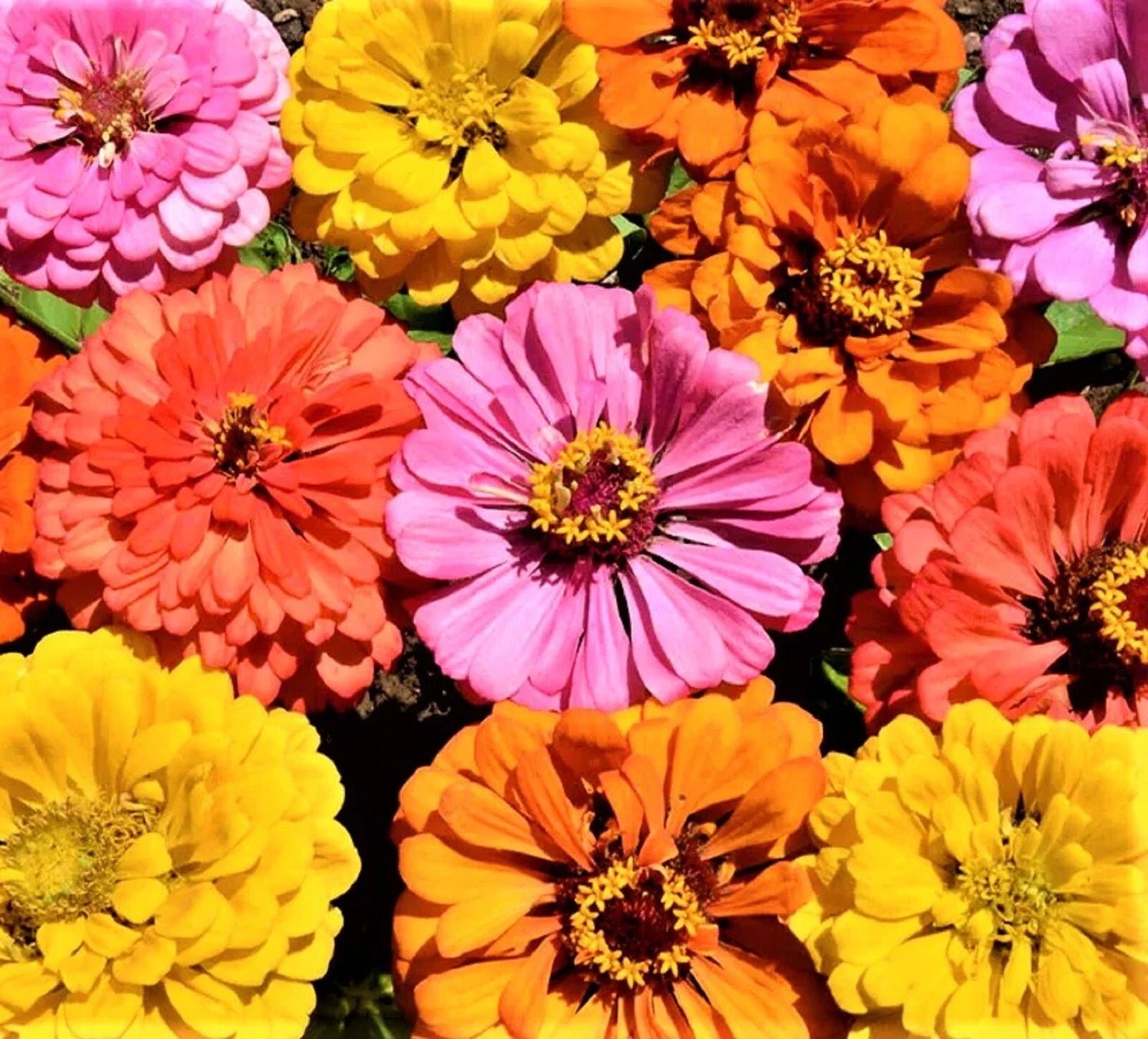 Peachy Keen Zinnia Seed Mix - 100+ Non-GMO Seeds - Colorful Annual Flowers - Perfect for Gardens (Zinnia elegans)