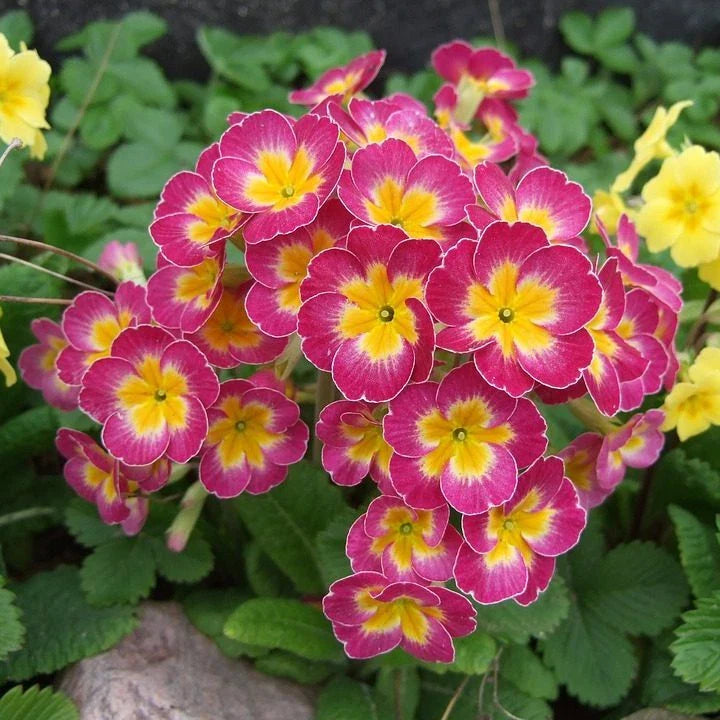 Primula Mala Seeds, 100 Count, Pink, Primula mala