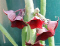 Huernia Pendula Cutting - Bootlace Huernia - 4-5 Inches - Unique Succulent Plant for Indoor Gardens