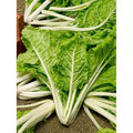 Swiss Chard Seeds 50 Ct Lucullus Heirloom Non-GMO Vegetable Garden