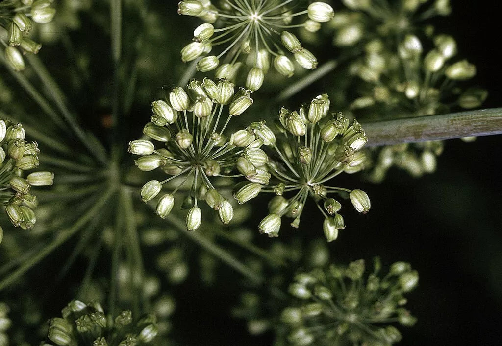 Angelica Seeds - 200 Non-GMO Seeds for Gardening - Angelica archangelica - Free Shipping