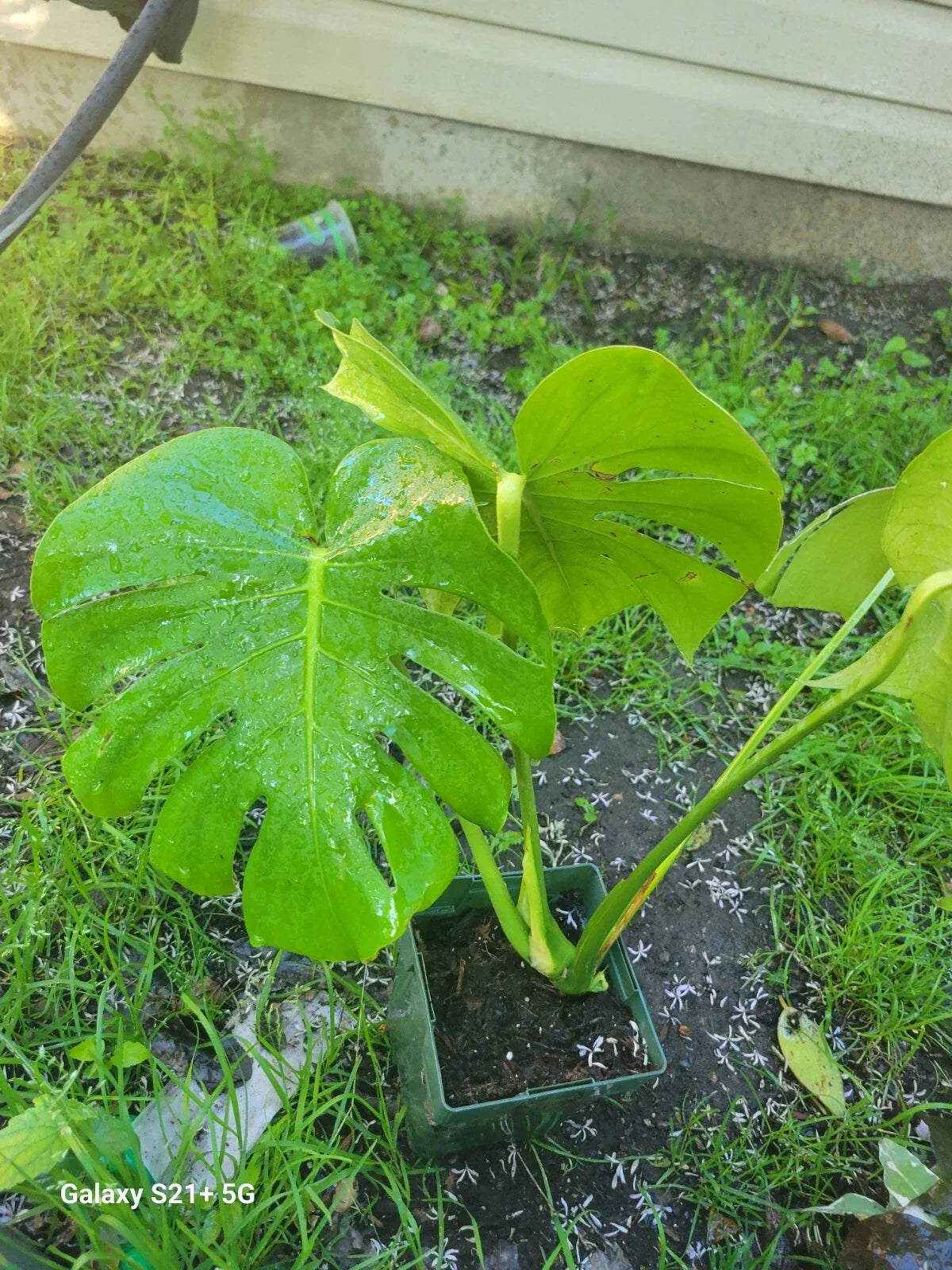 Monstera Deliciosa Live Plant | 3-Inch Swiss Cheese Evergreen Table Plant | Indoor Houseplant