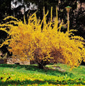 Forsythia Bush Live Plant 6-12" Yellow 4" Pot Lynwood Gold Forsythia