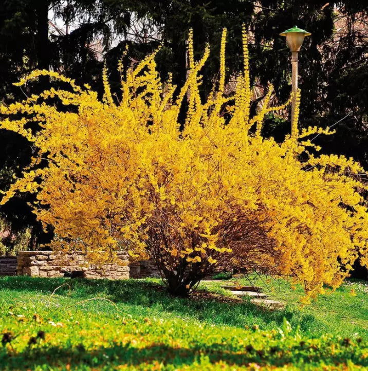 Forsythia Bush Live Plant 6-12" Yellow 4" Pot Lynwood Gold Forsythia
