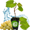 Blanc du Bois Grape Live Plant - Vitis labrusca - 3-Inch Deep Pot - Fresh, Healthy Grapevine for Home Garden