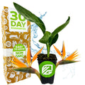 Orange Bird of Paradise Live Plant 3-8 Inches Strelitzia reginae Wellspring Gardens Container Perennial South Africa
