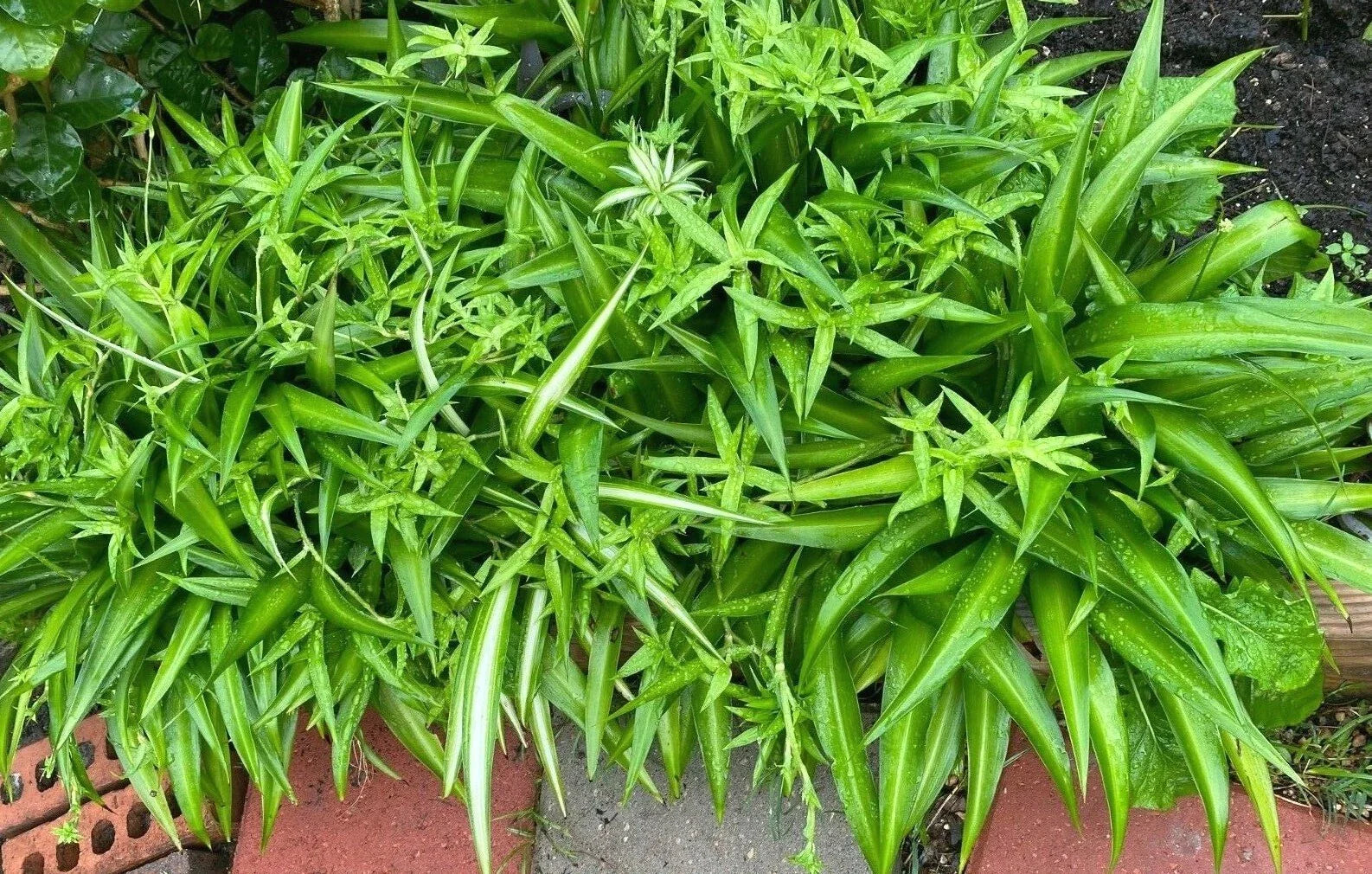 Perennial House Plant - Green Airplane - Bare Rooted - Set of Six - Perfect for Indoor Gardening - Great for Home Decor