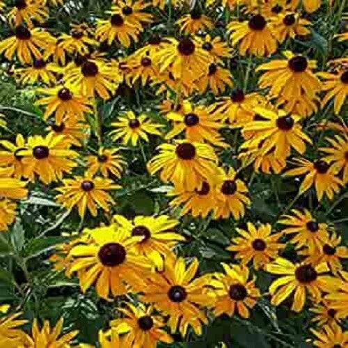 Ozark Gold Coneflower Seeds - 50 Pack - Echinacea Purpurea Perennial Flowers - USA Grown