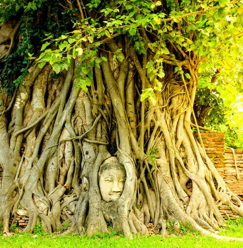 Ficus Religiosa Seeds - 80+ Medicinal Sacred Fig, Budha Peepal, Meditation Tree - Planting and Herbal Use