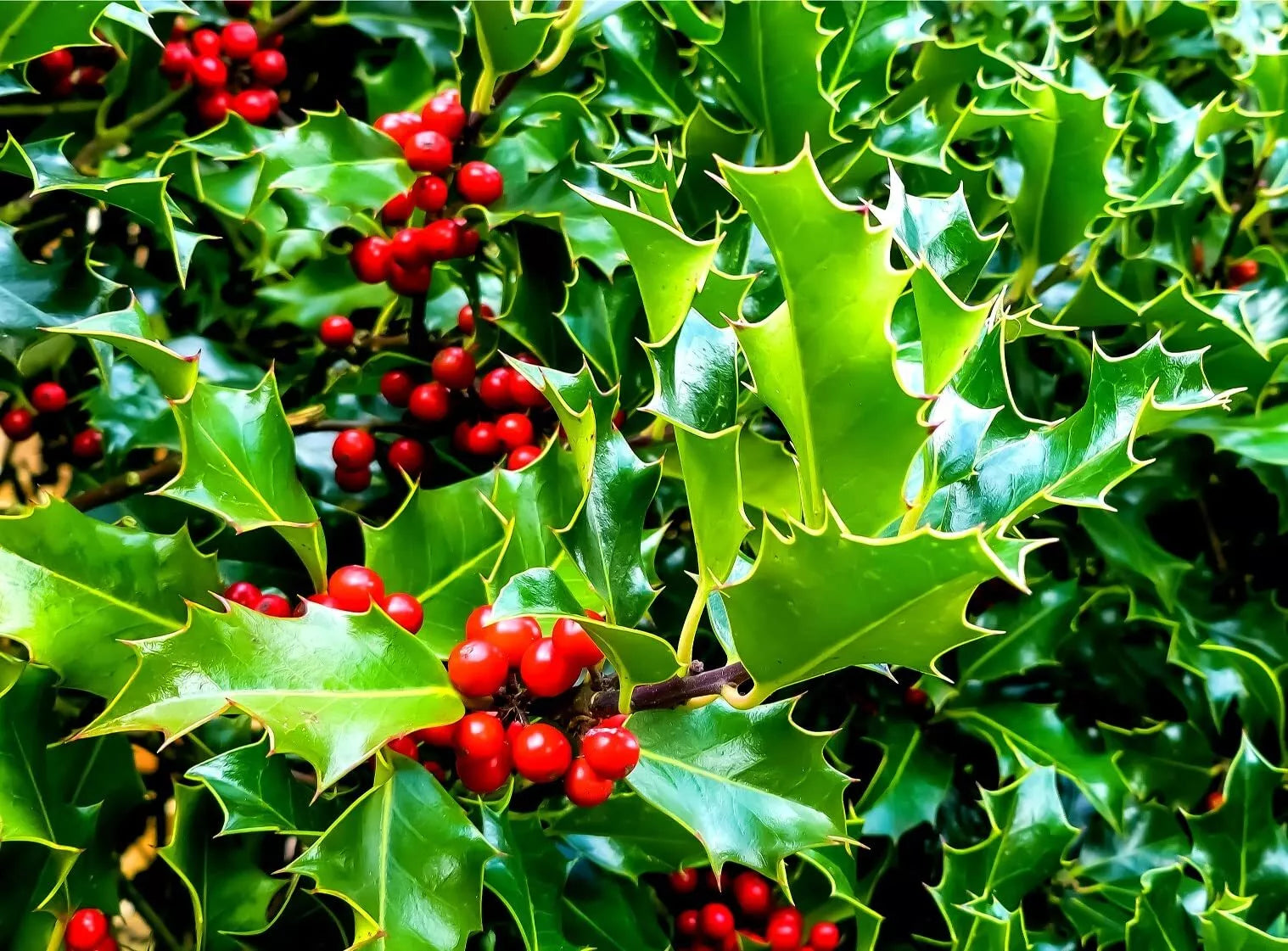 English Holly Seeds for Planting, 30 Count, Ilex aquifolium, Christmas Holly, Garden Seeds