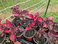 Live Rooted Bloodleaf Starter Plant - Lysine Chicken Gizzard - Healthy Indoor/Outdoor Foliage, Easy to Grow, Tropical Variety
