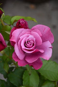 Fragrant Rose Cuttings - Barbra Streisand Variety - Rosa 'Barbra Streisand' - Three Premium Cuttings for Garden Planting