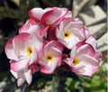 Rooted Plumeria Plant Cutting - JL Pink Pansy - 13" with 2 Tips - Tropical Flowering Plant