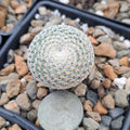 Mammillaria Microthele Bare Root Cactus | Unique Succulent Plant for Home and Garden Decor
