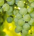 Organic Niagara Grape Seeds - 35 Count - Sweet White Variety - Vitis labrusca - Ideal for Eating and Wine Production