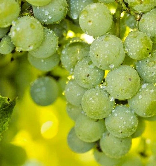 Organic Niagara Grape Seeds - 35 Count - Sweet White Variety - Vitis labrusca - Ideal for Eating and Wine Production