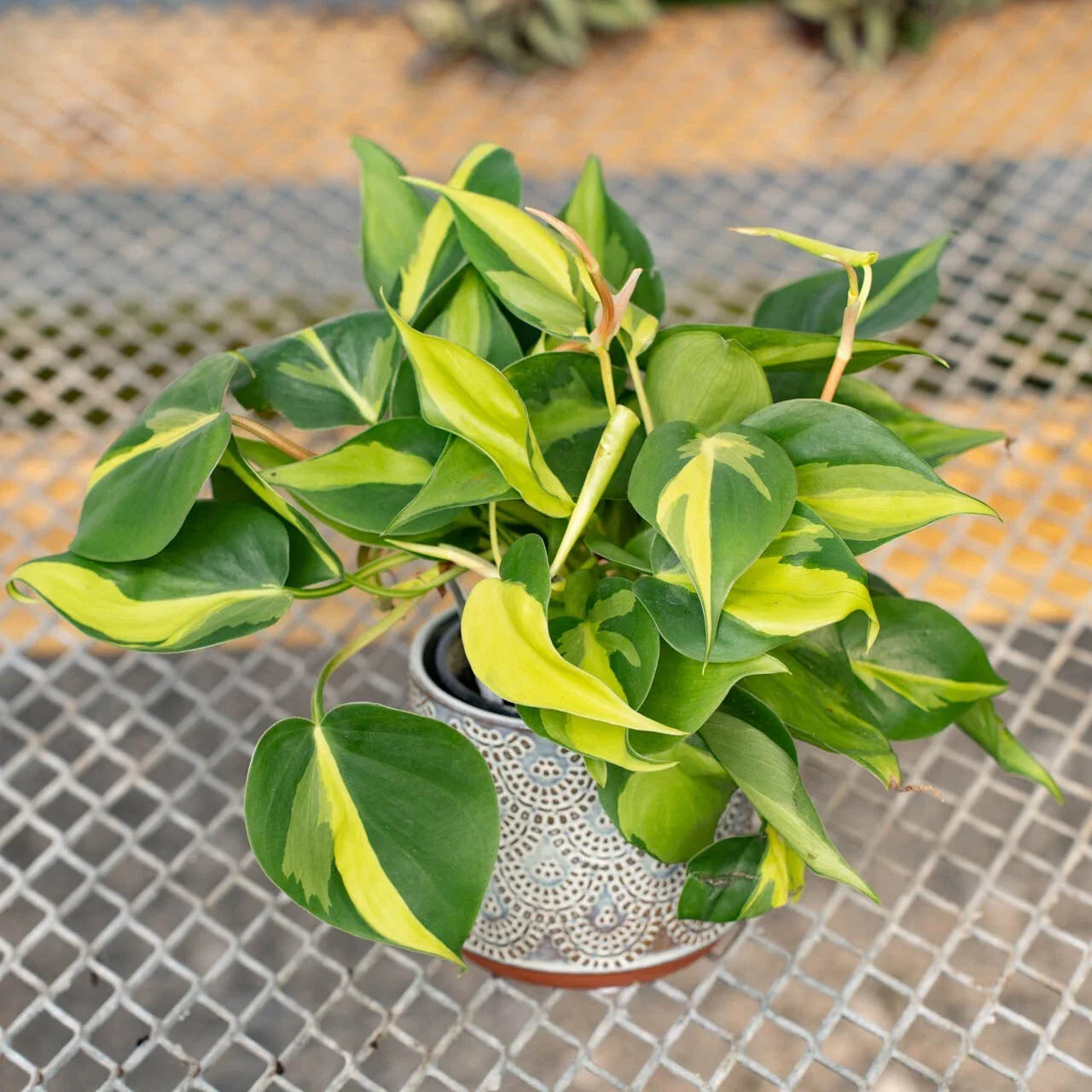 Variegated Philodendron Brasil Starter Plant 4" Live Well-Rooted Plug, Philodendron hederaceum