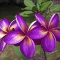 Plumeria Seeds - 5 Pack - Purple Yellow Flowers - Perennial Plant (Plumeria spp.)