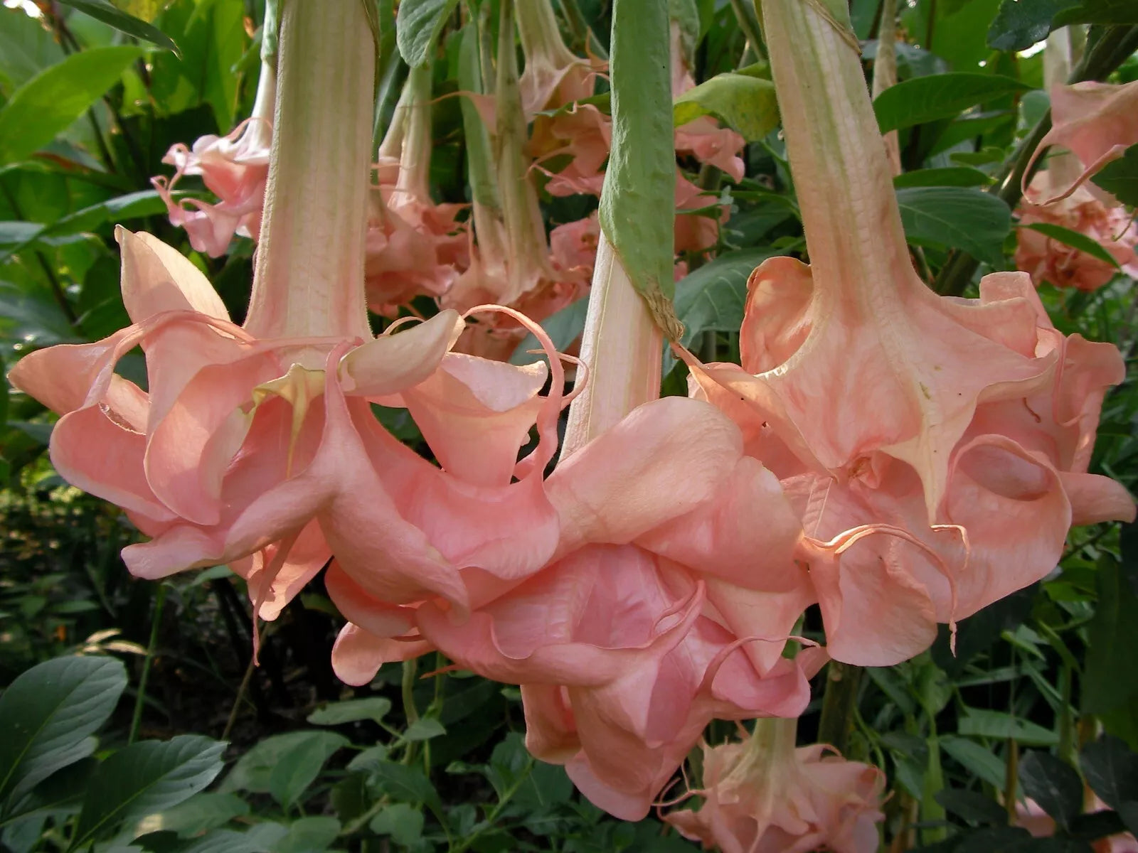 Evelyn Rose Angel Trumpet Seeds - 10 Brugmansia Datura Seeds - USA Seller