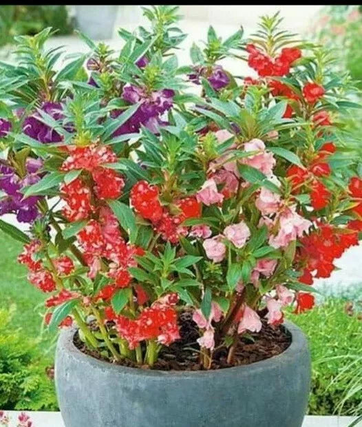 Semillas De Flor Belen - 50+ Seeds, Various Colors, Beautiful Flower - (Belen Flower Seeds, Colorful Garden)