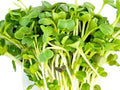 Minowase Daikon Radish Microgreen Seeds - 100+ NON-GMO Seeds for Healthy Sprouts - Raphanus sativus